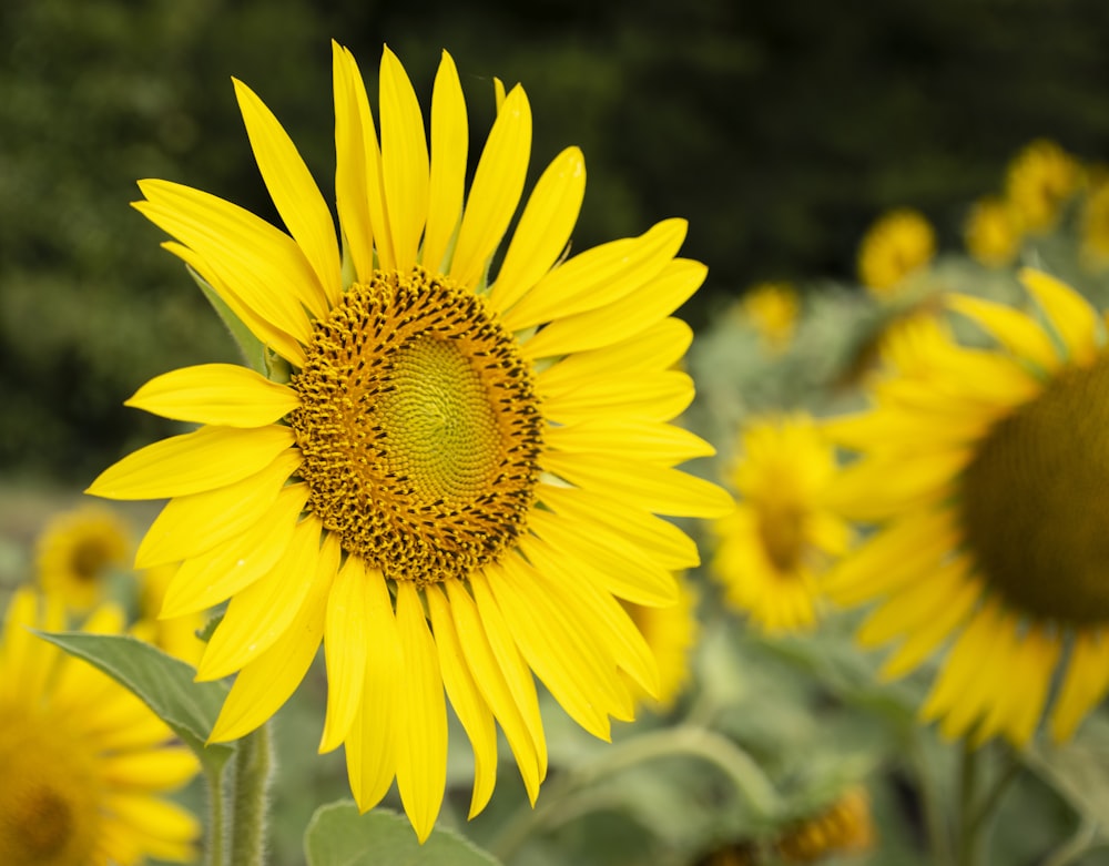 a large yellow sunflower standing in a field