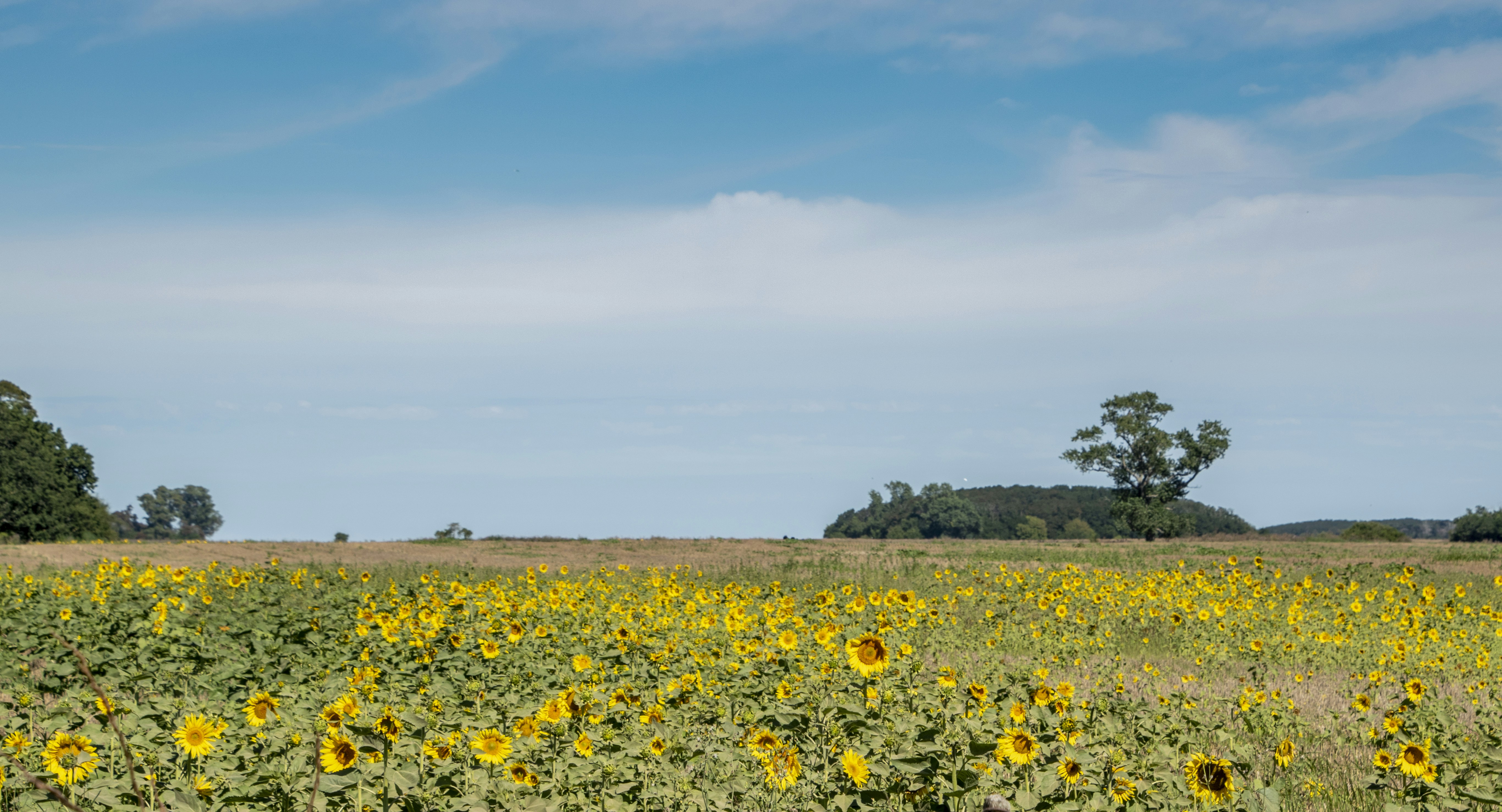 a large field of sunflowers with trees in the background