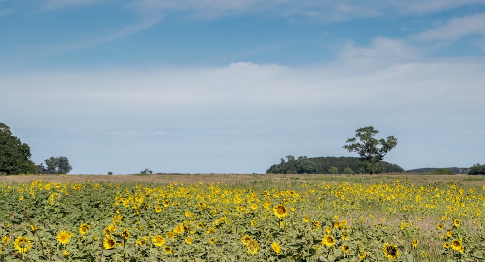 a large field of sunflowers with trees in the background