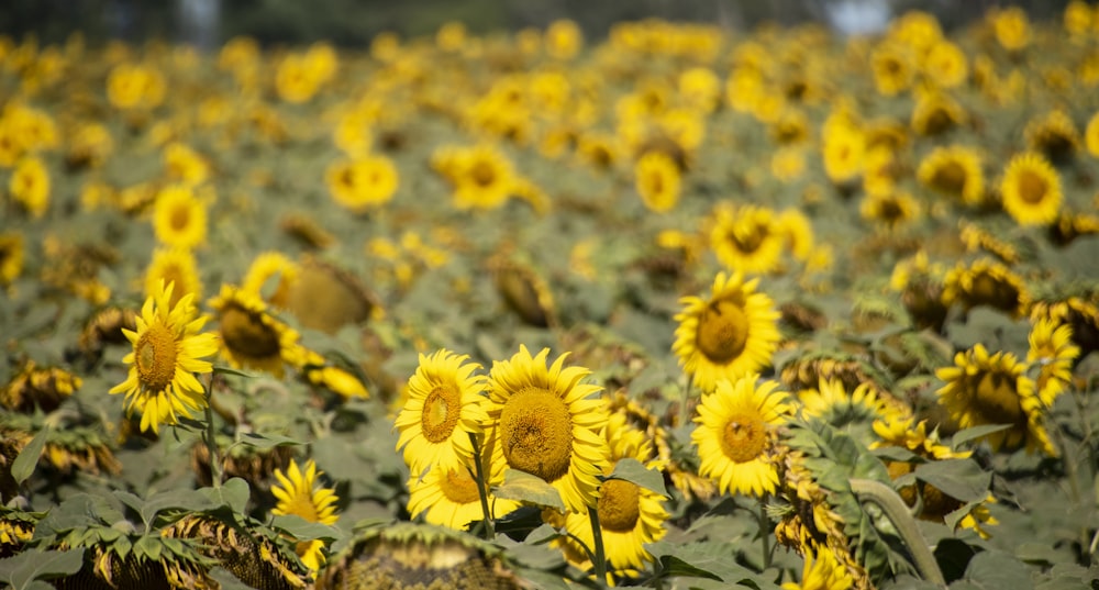 a large field of yellow sunflowers in a field