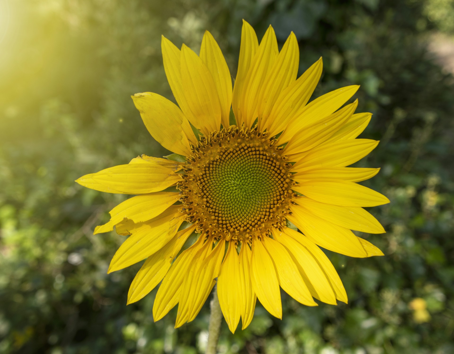 a large yellow sunflower with a green center