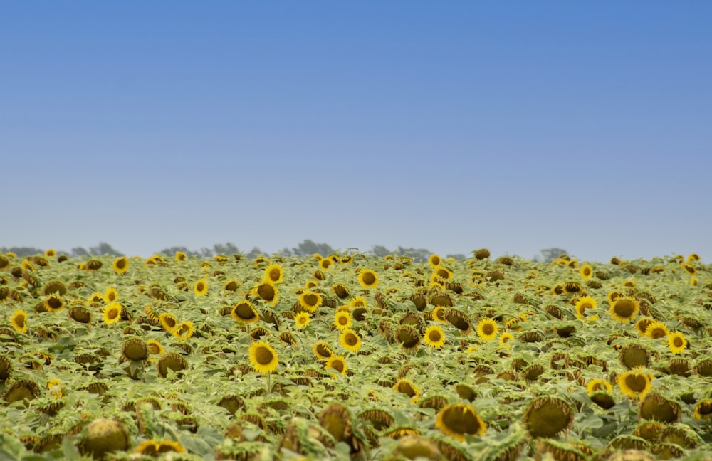 a large field of sunflowers with a blue sky in the background