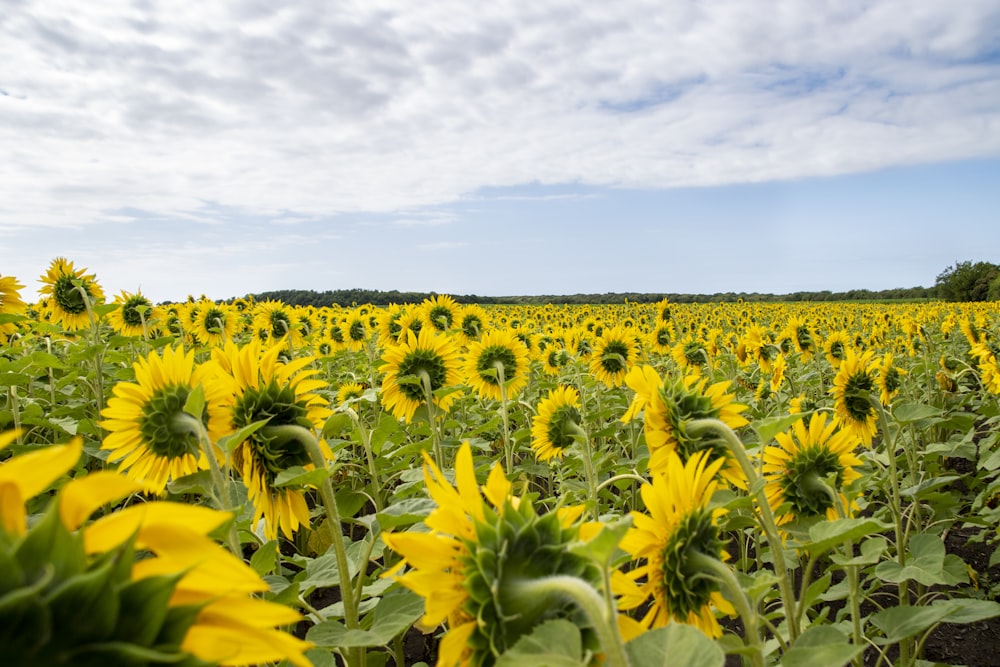 a large field of sunflowers under a cloudy blue sky