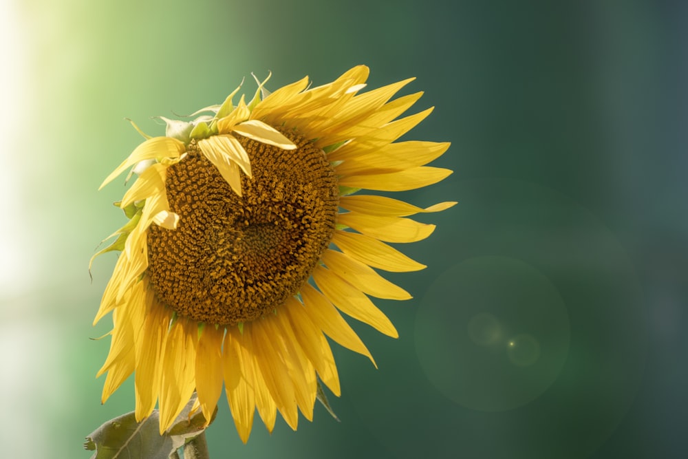 a large sunflower with a green background