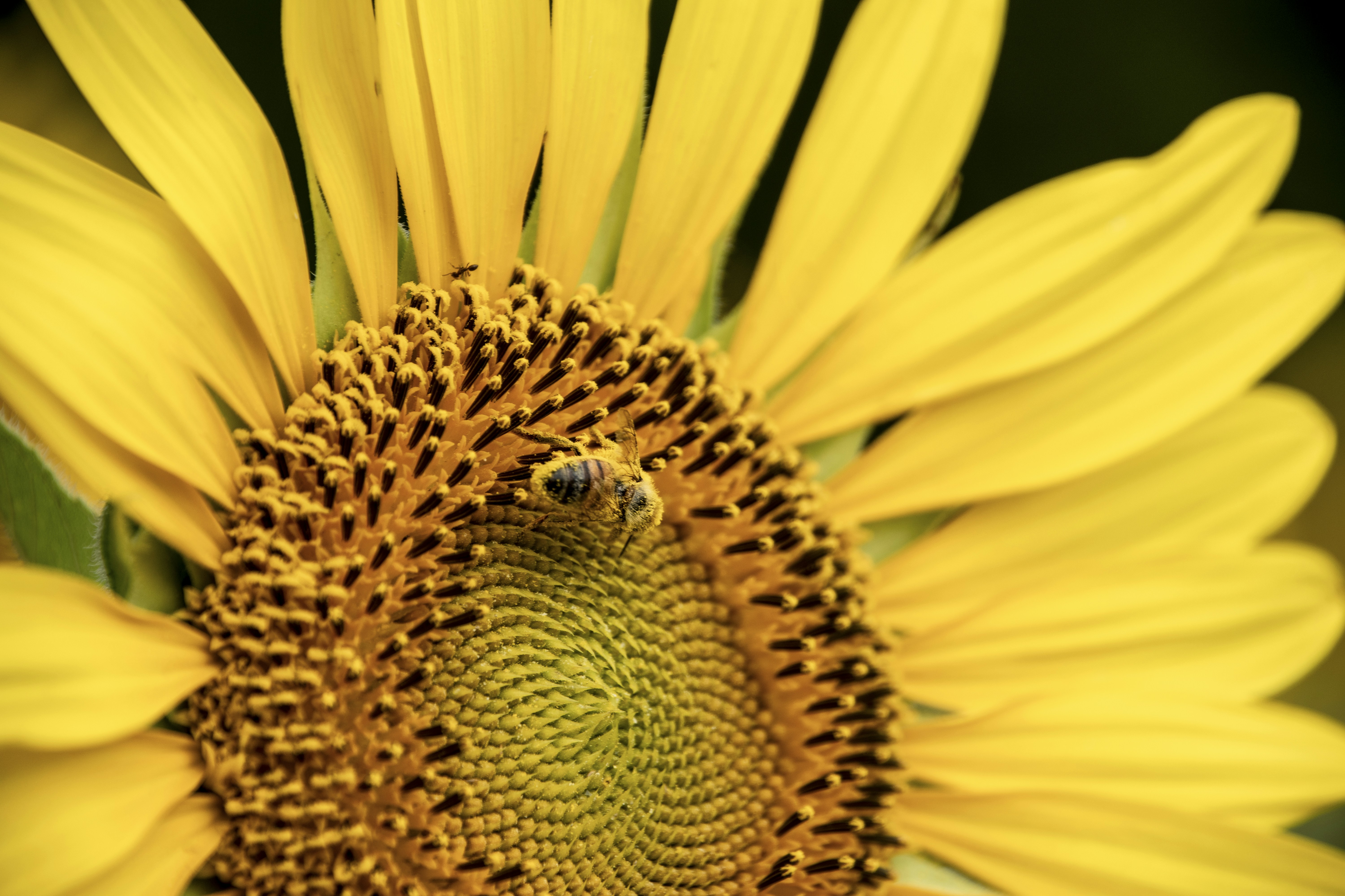 campo de girasoles amarillos en verano con sol