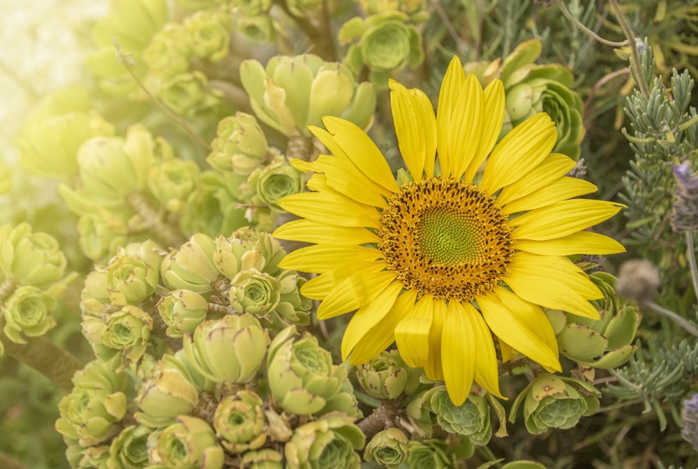 a yellow sunflower surrounded by green plants