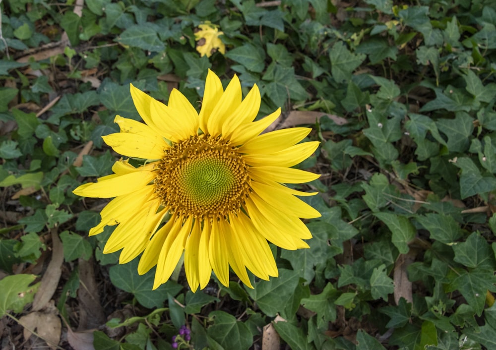 a large sunflower in a field of green leaves