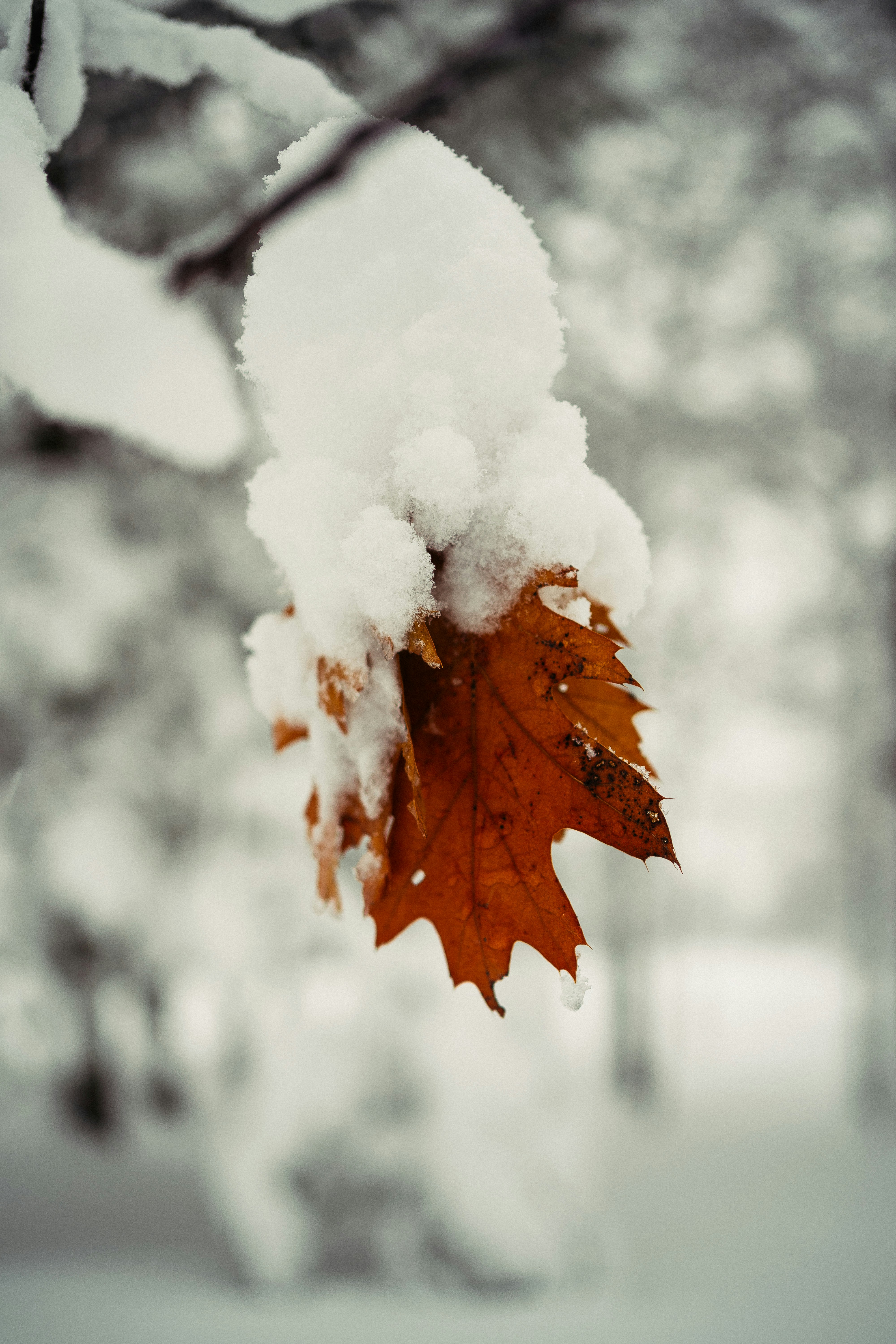 Photo by iliausmanov