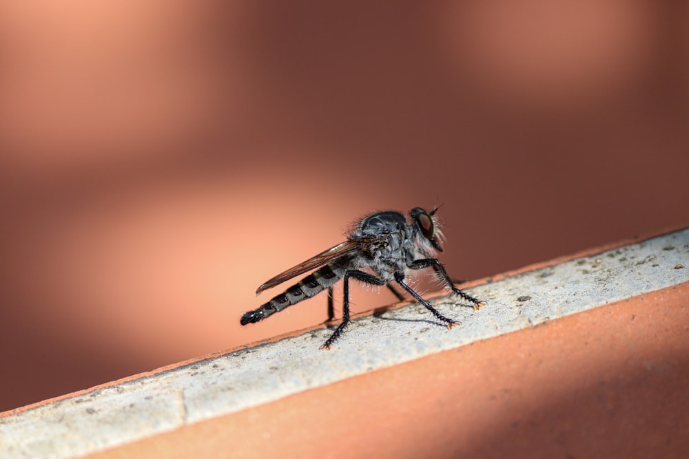 Eine Fliege sitzt auf einer Ziegelmauer