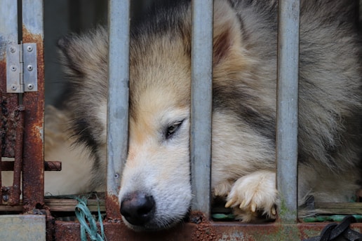 a dog that is laying down in a cage