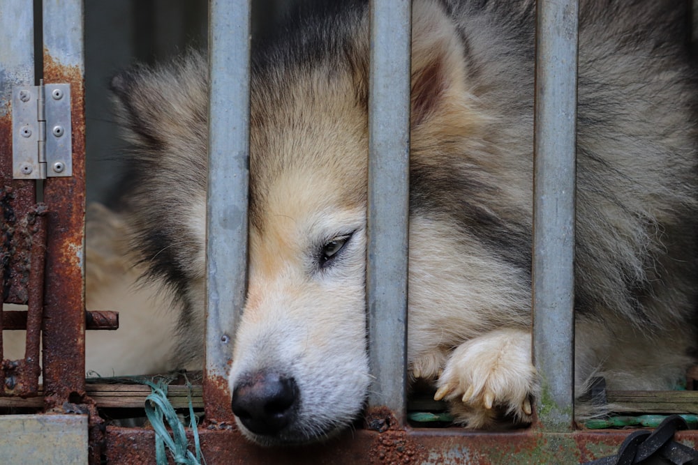 ein Hund, der sich in einen Käfig legt