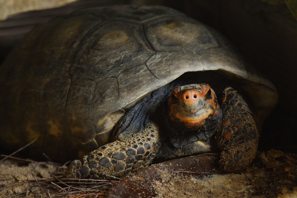 a small tortoise crawling out of its shell