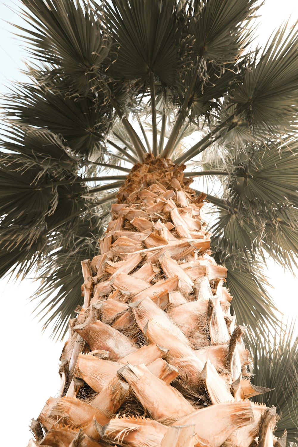 a very tall palm tree with lots of leaves