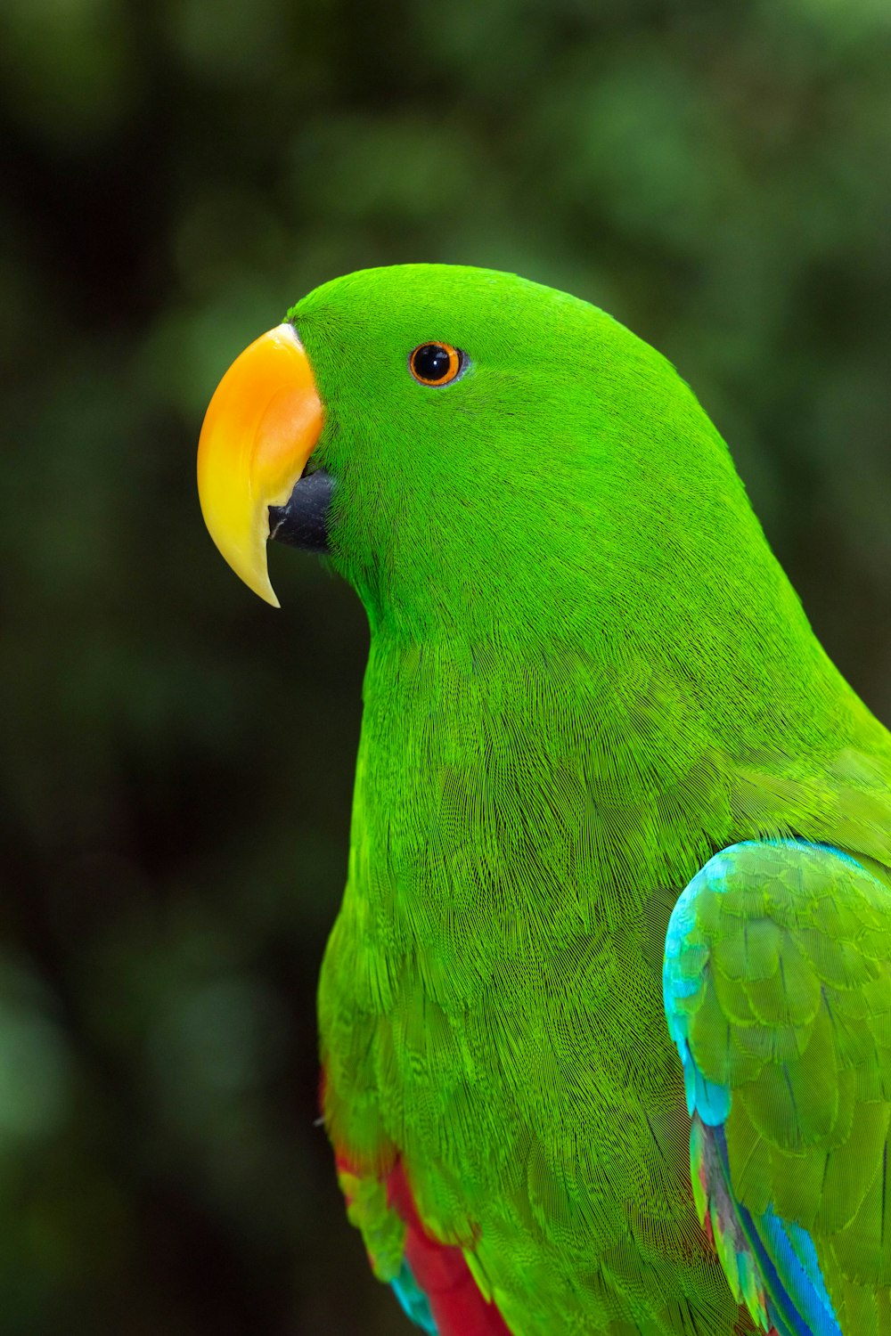 a close up of a green parrot with a yellow beak