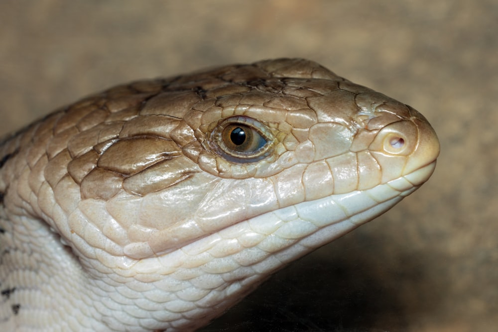a close up of a brown and white snake