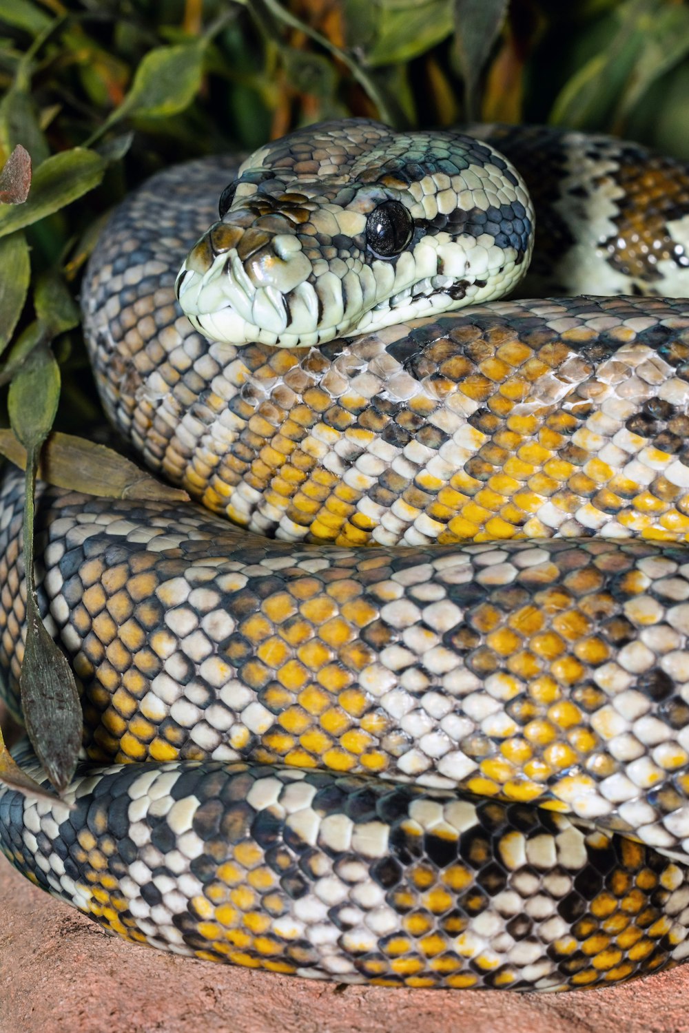 a close up of a snake on a rock