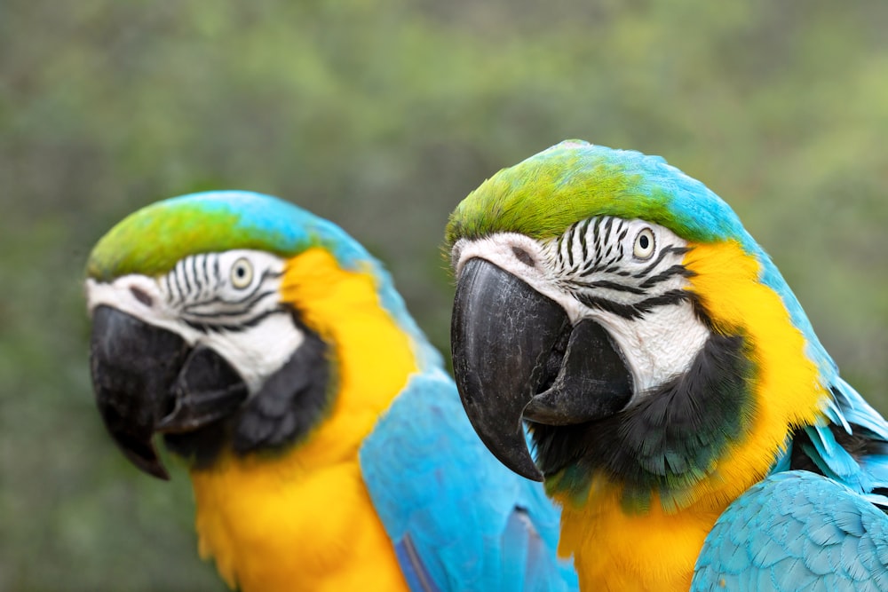 two blue and yellow parrots standing next to each other