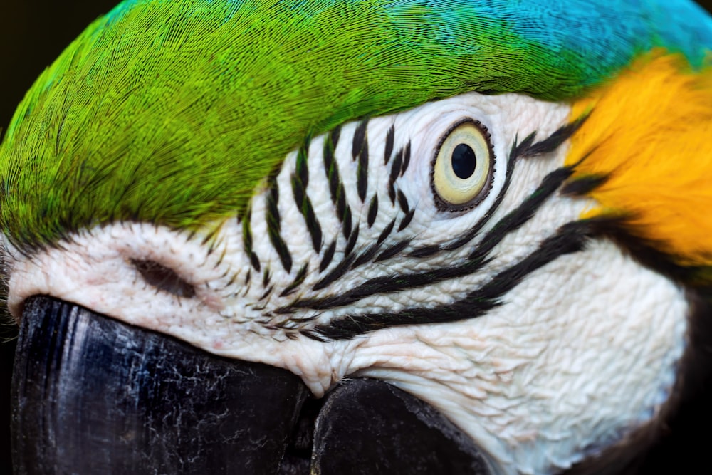 a close up of a green and yellow parrot's face