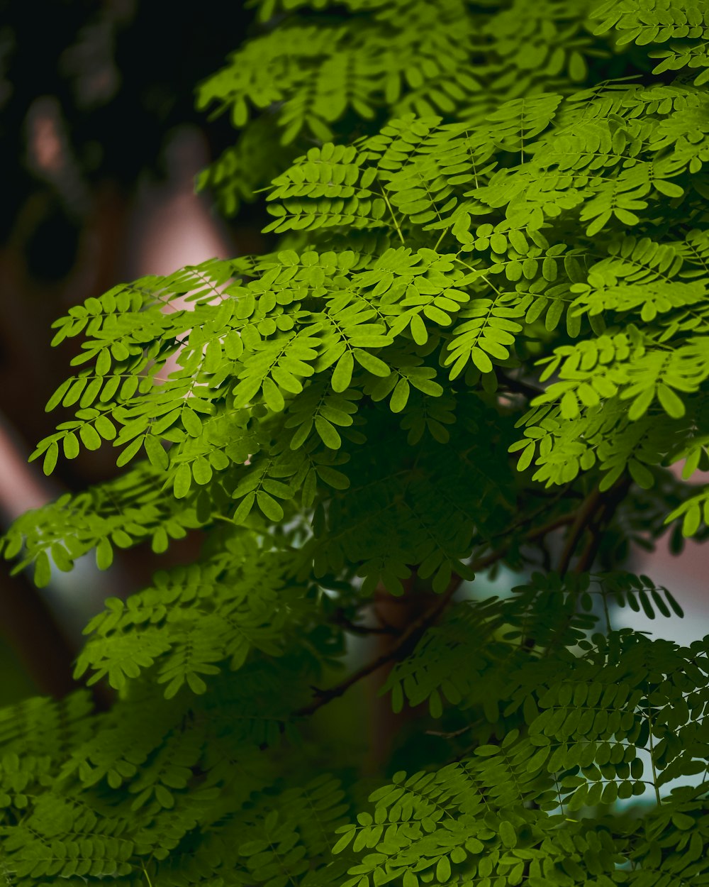 a close up of a green leafy plant