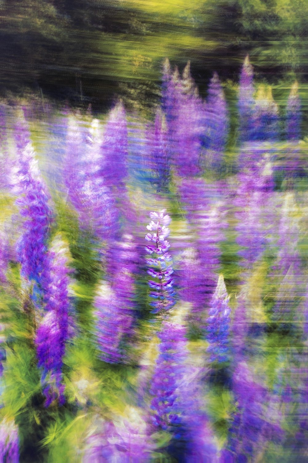 a blurry photo of purple flowers in a field