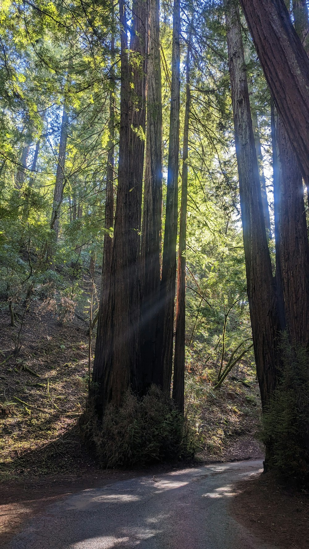 the sun shines through the trees in the forest