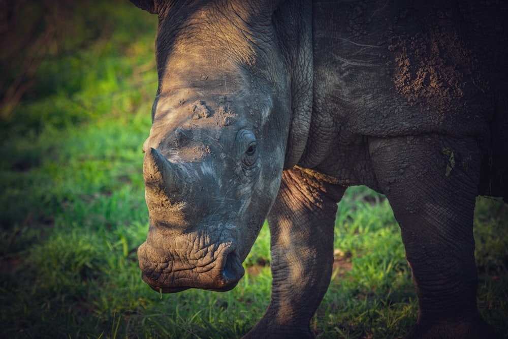 a close up of a rhino's face with grass in the background