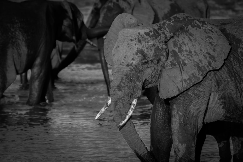 a herd of elephants standing next to each other