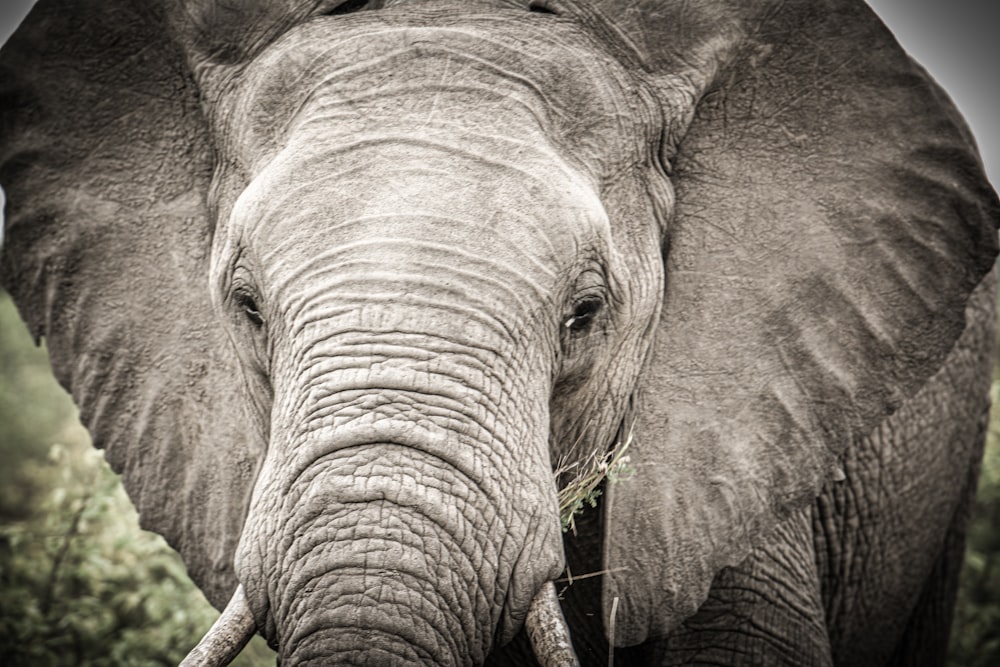 a close up of an elephant with grass in its mouth