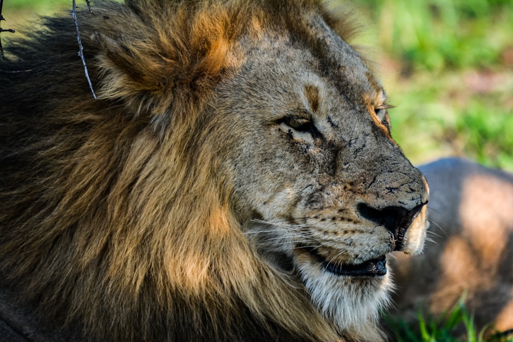 a close up of a lion laying in the grass