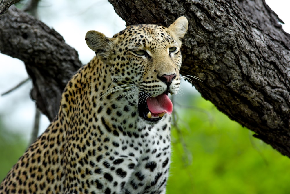 a leopard with its mouth open standing next to a tree