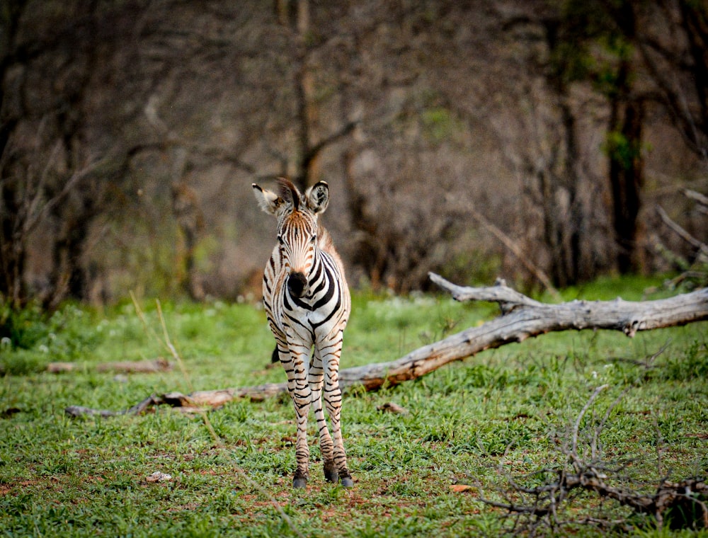 a zebra standing in a grassy field next to a fallen tree