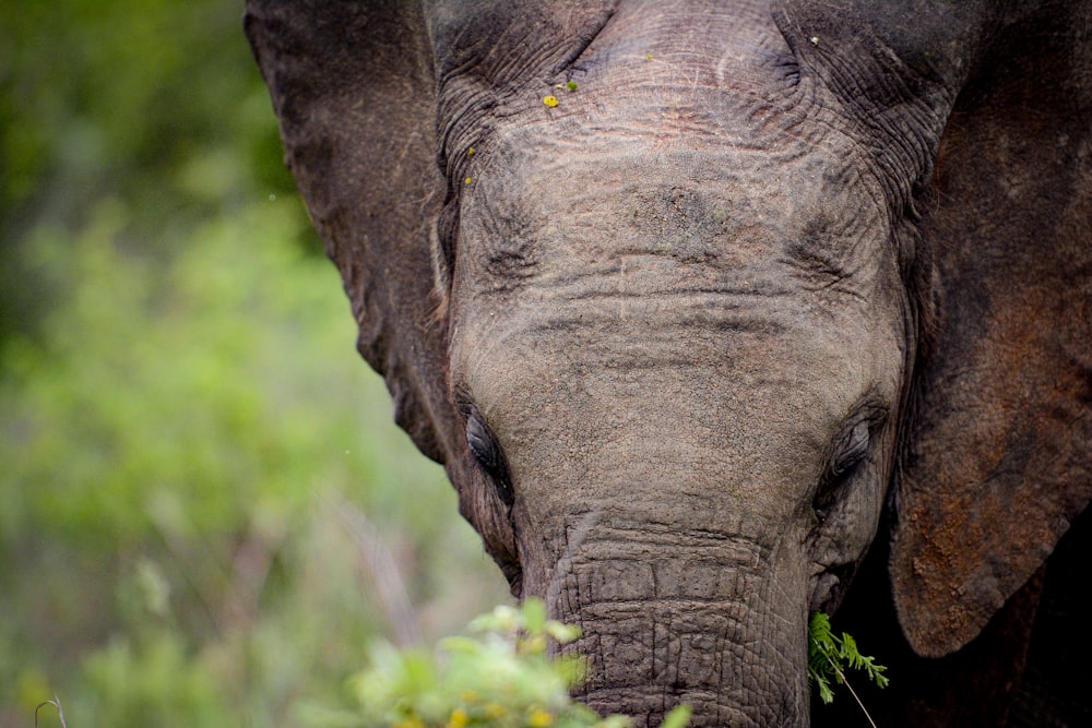 a close up of an elephant eating grass