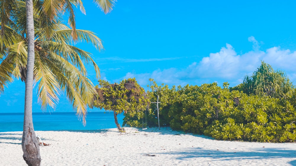 a beach with a palm tree and a blue sky