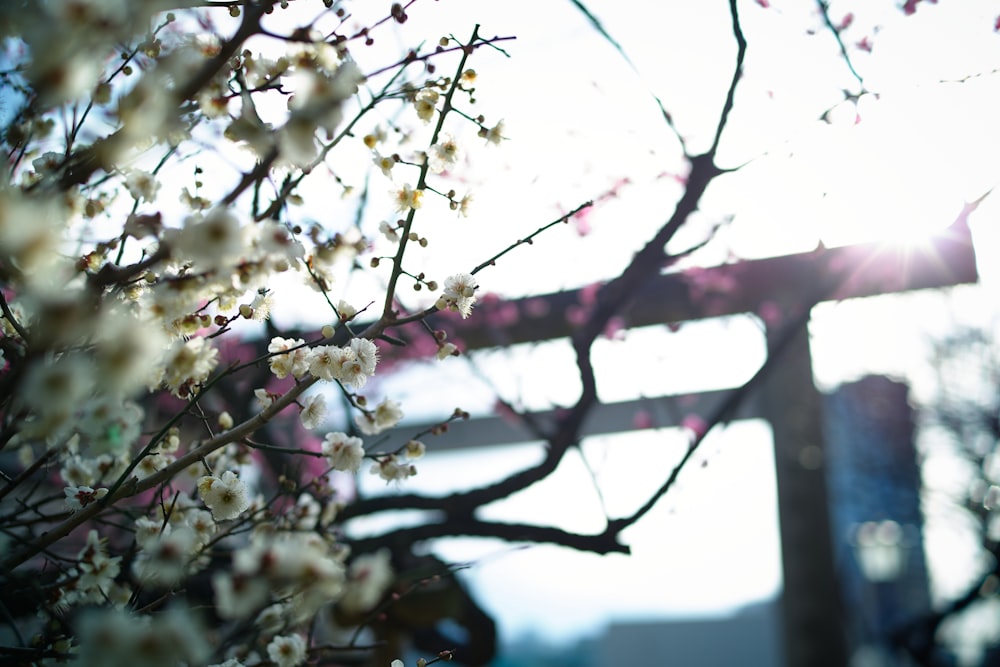 a tree with white flowers and a bridge in the background