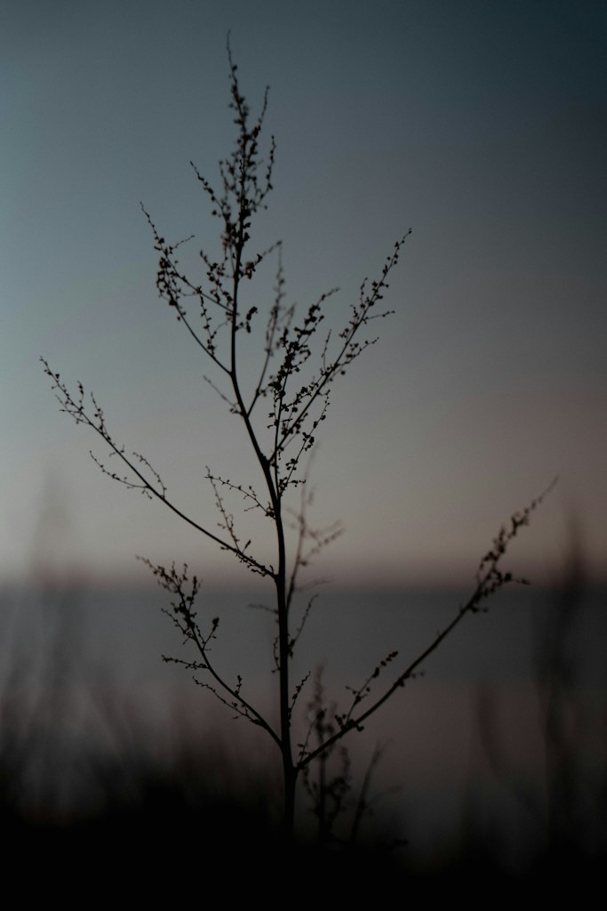 Daun Minimalis