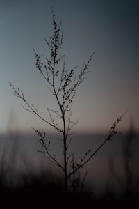 Daun Minimalis