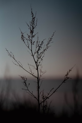 A delicate silhouette of a slender plant with thin branches and small leaves against a blurred background, creating a tranquil and minimalist composition.