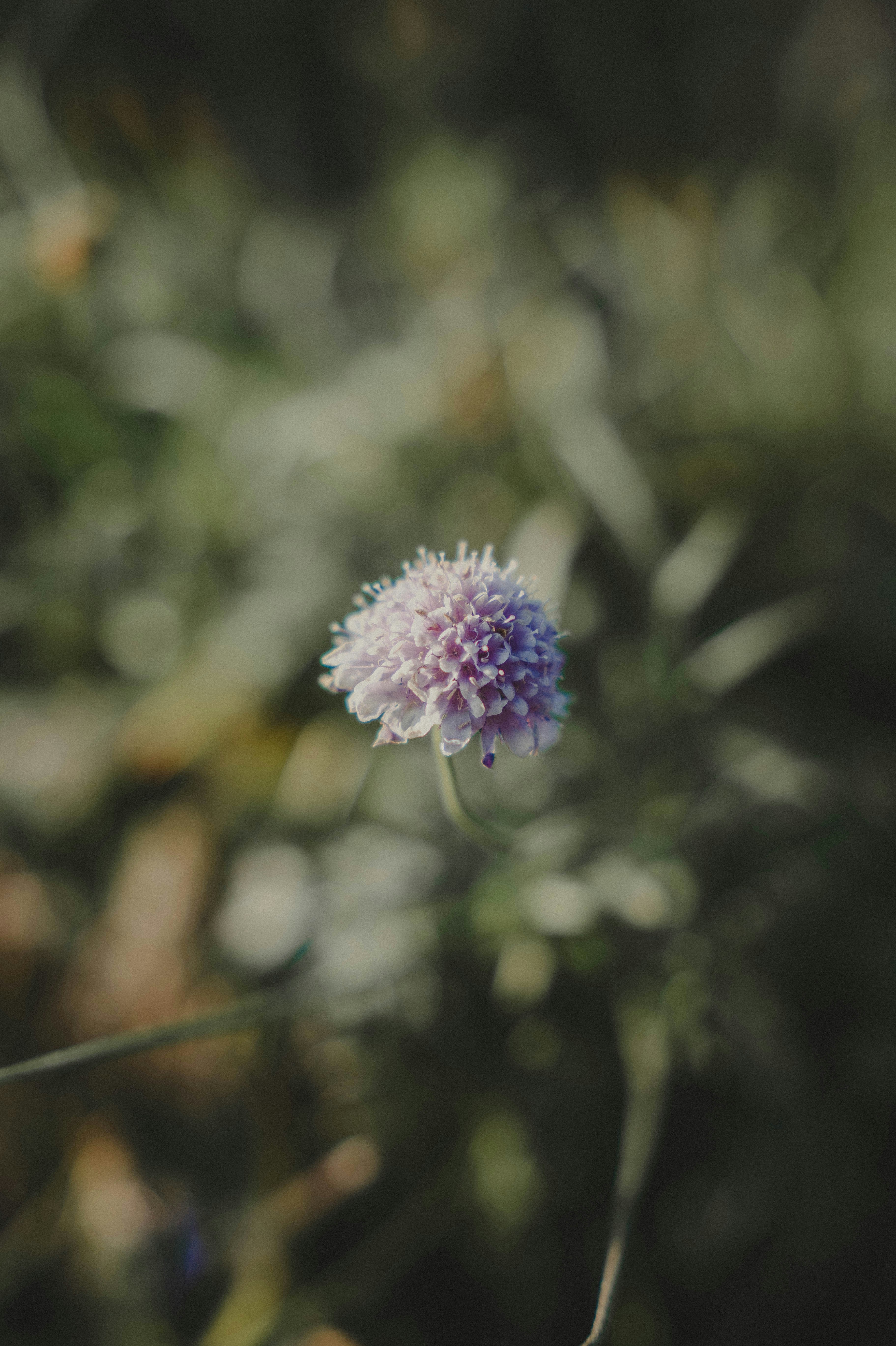 Photo by makiphotographer