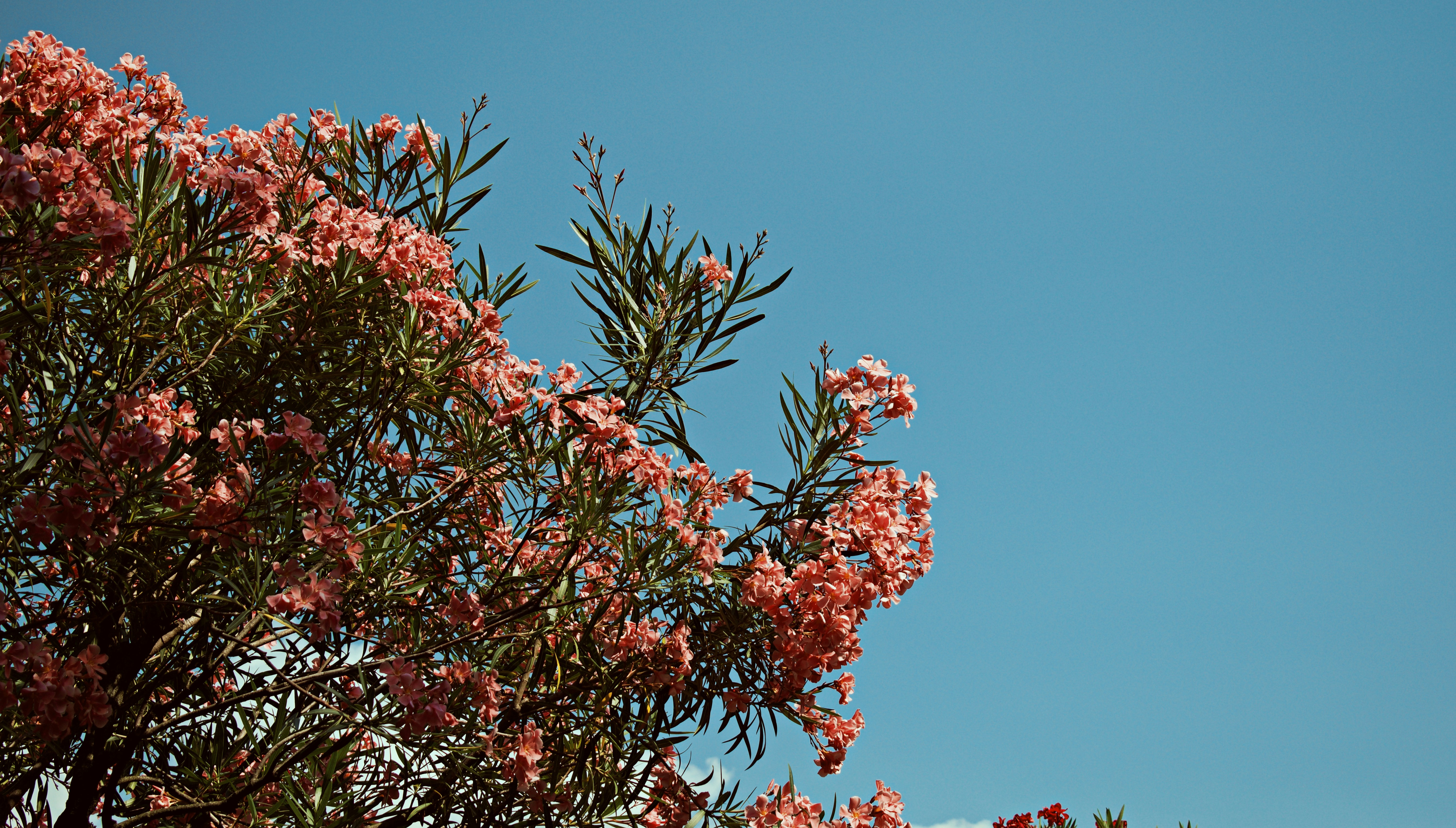 Photo by makiphotographer