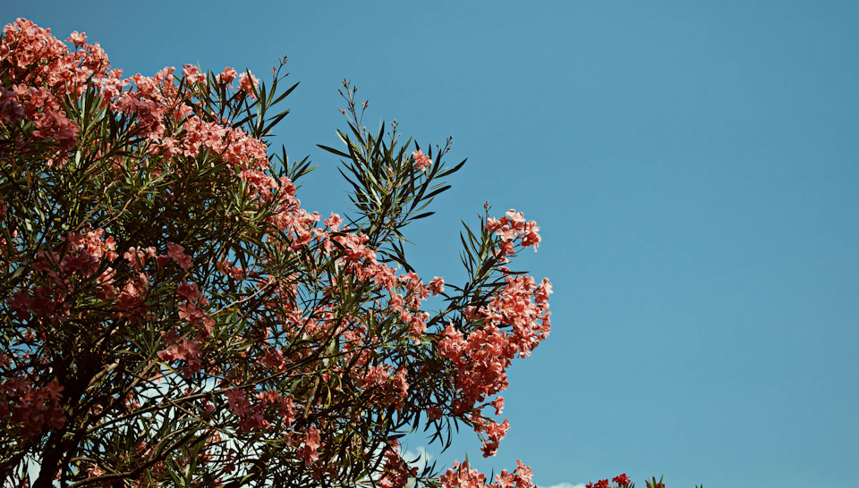 Serene tree with pink flowers against clear blue sky, showcasing vibrant blooms and foliage