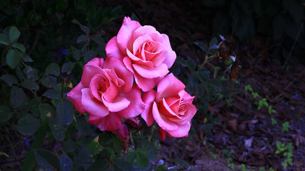three pink roses are blooming in a garden