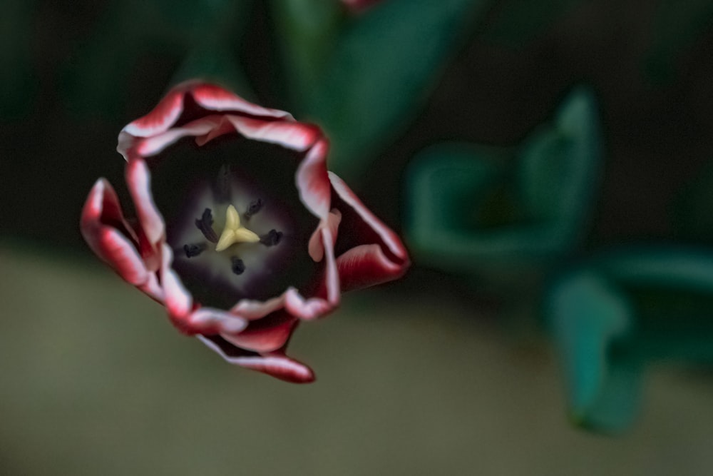 a close up of a red and white flower