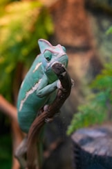 A chameleon with a striking green body and patches of white, perched on a branch in a naturalistic setting. The background is softly blurred with lush greenery, emphasizing the vivid details of the chameleon's textured skin and curled tail.
