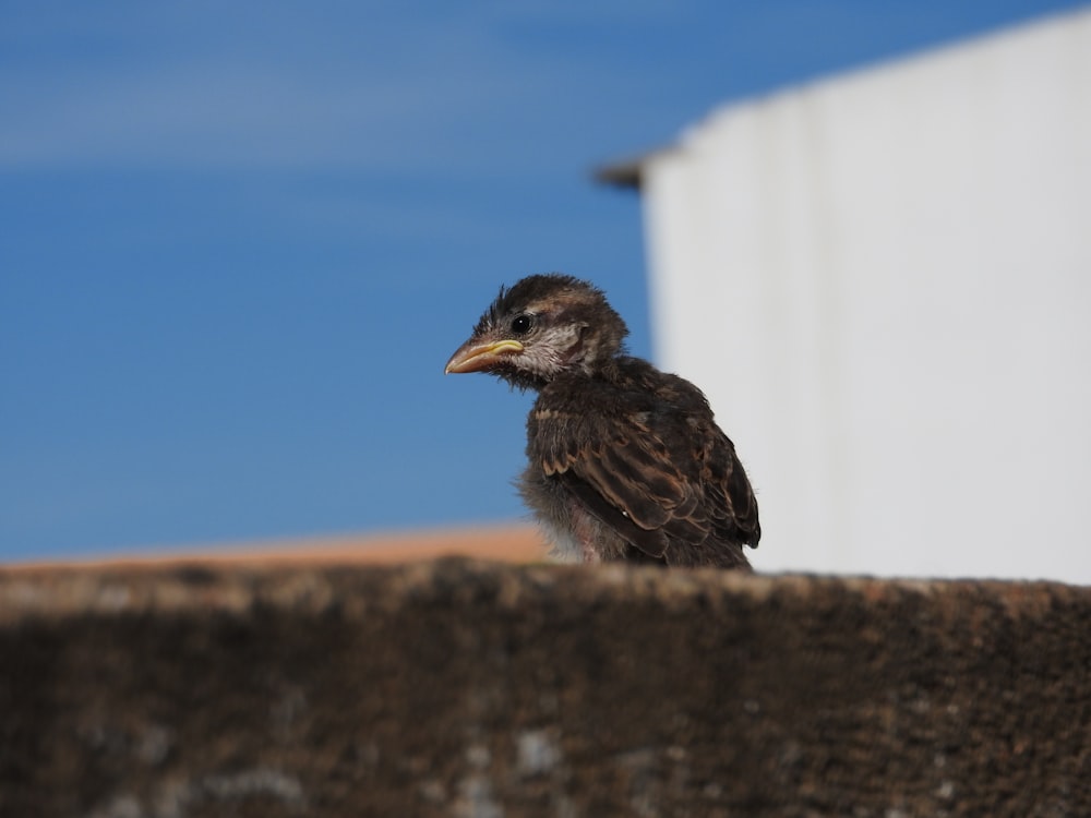 a small bird sitting on top of a cement wall