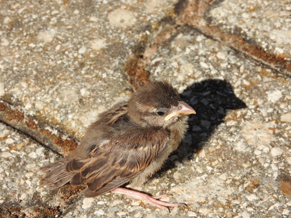 a small bird is sitting on the ground