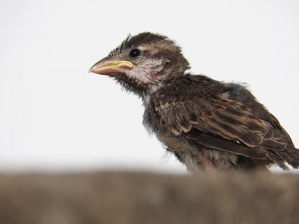 A close-up of a young game fowl chick poised and alert on a wooden perch.