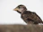 A close-up of a young bird confidently perched on a narrow wooden branch.