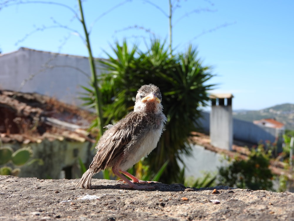 a small bird standing on top of a rock