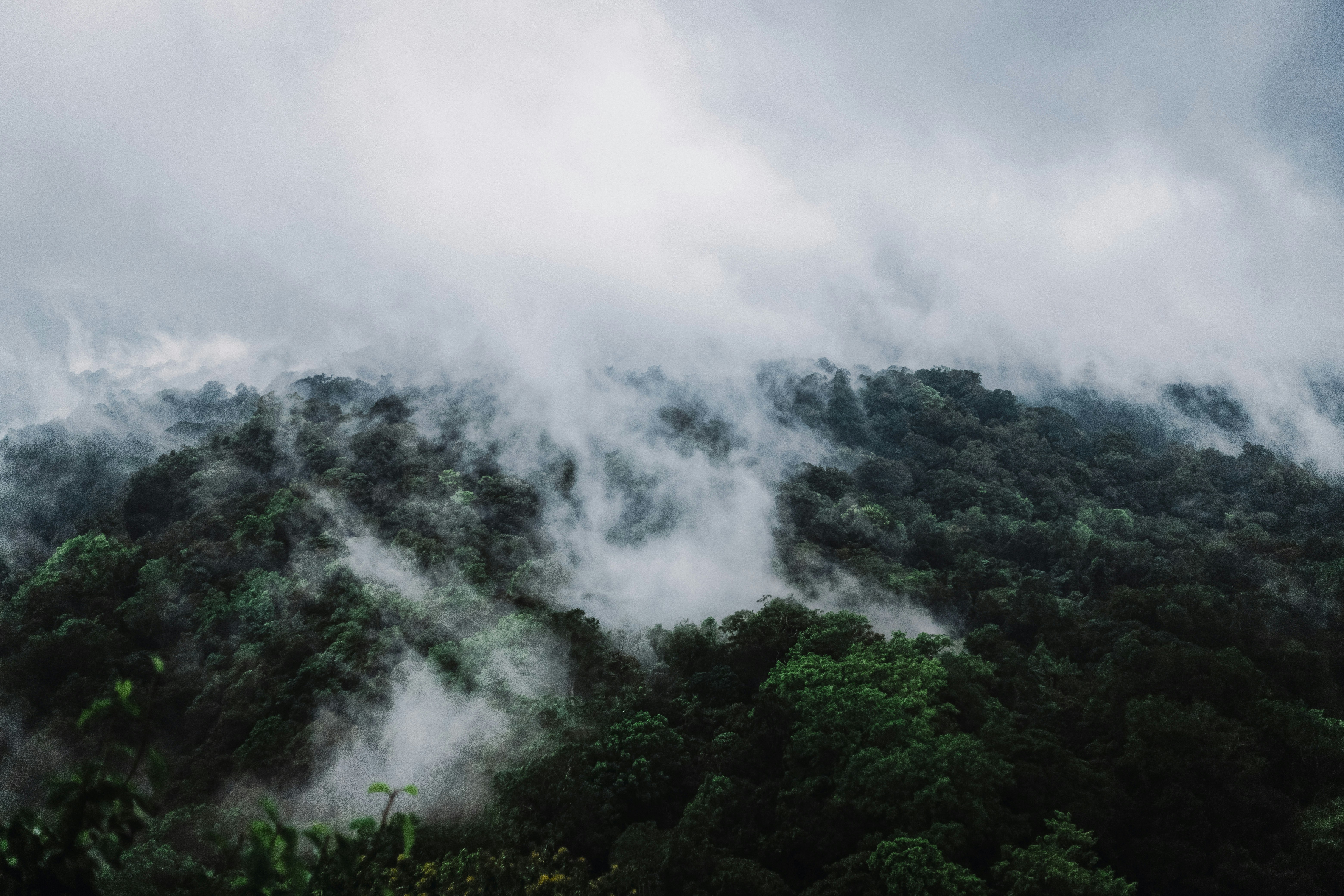 a mountain covered in clouds and trees on a cloudy day, 
