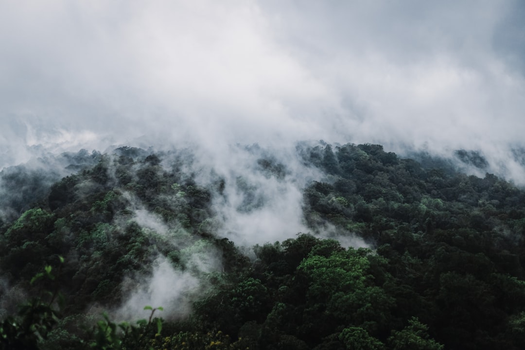 a mountain covered in clouds and trees on a cloudy day,